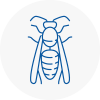 Crediton Wasp Nest Removal